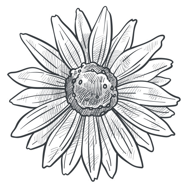 盛开的洋甘菊单色速写图片下载