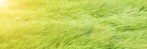 绿色农业麦田收起来了。俯瞰绿色麦田。成熟的小麦的小穗在风中摇摆。带有复制空间和过度曝光效果的长横幅。图片下载