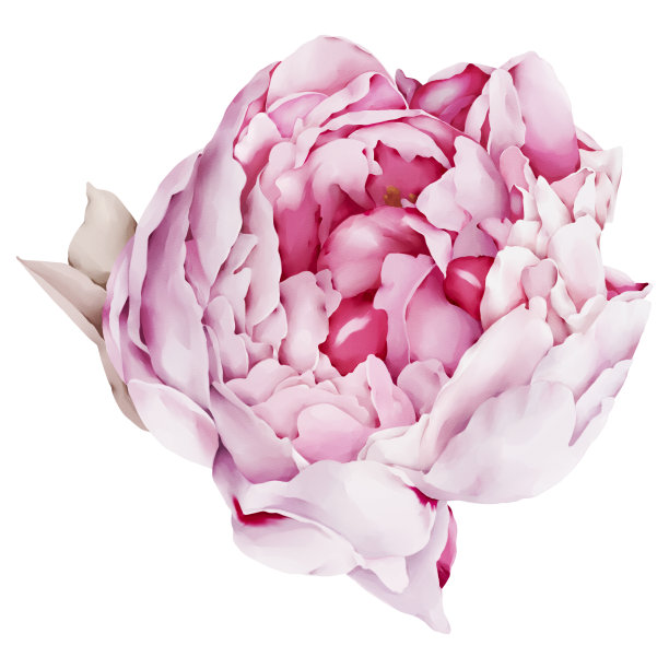 插图牡丹花蕾在白色背景水彩风格图片下载