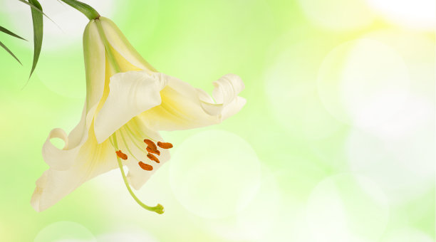 抽象背景上的一朵百合花。软焦点,全景。图片下载