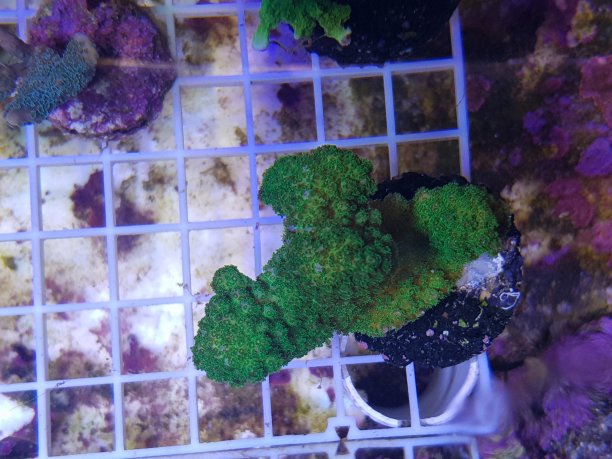 珊瑚礁水族箱中的绿柱头藻珊瑚-珠藻科。图片下载