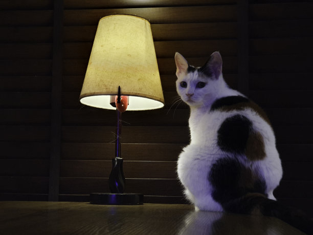 猫在武汉图片下载