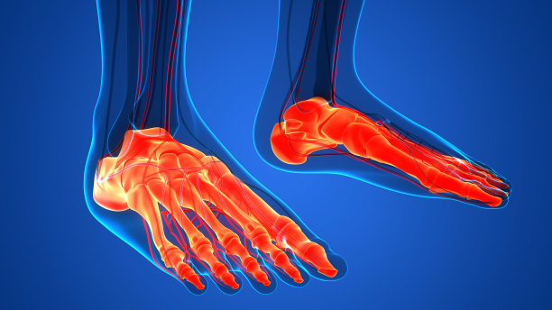 人体骨骼系统足关节解剖学图片下载