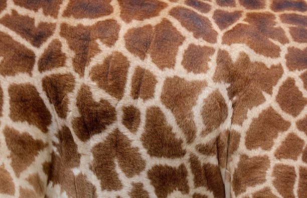 长颈鹿图片下载