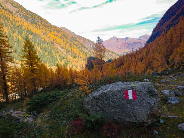 秋天的树林图片下载