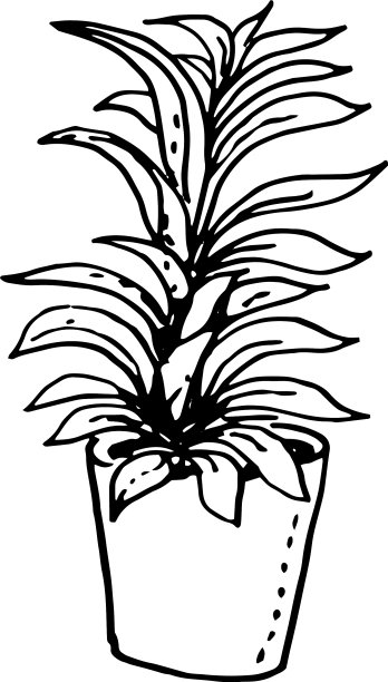 室内的花图片下载