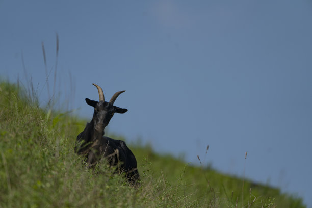 抓一只在山里奔跑的黑山羊图片下载