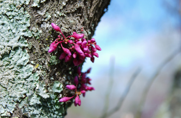 树上的芽图片下载