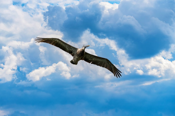 飞行中的鹈鹕图片下载