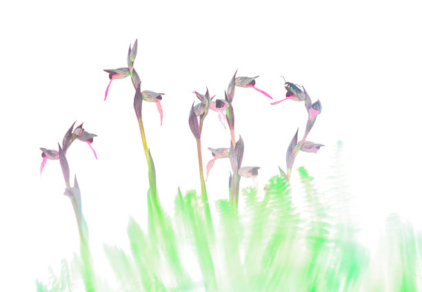 在生物膜上开花图片下载