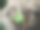 长在印度山毛榉(山毛榉属)树桩上的小植物。图片下载