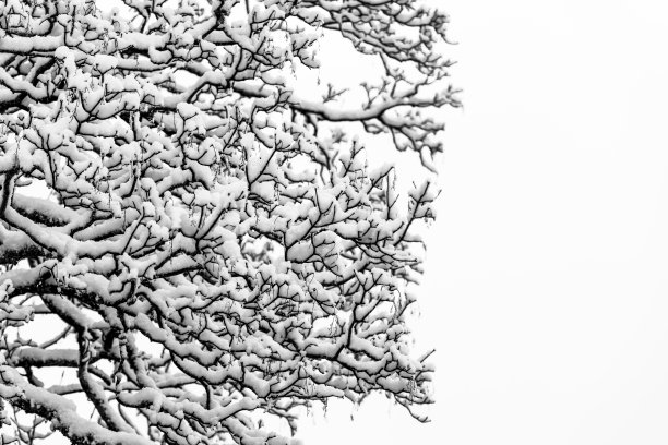 冬日的早晨，乌云密布，树枝上覆盖着积雪图片下载