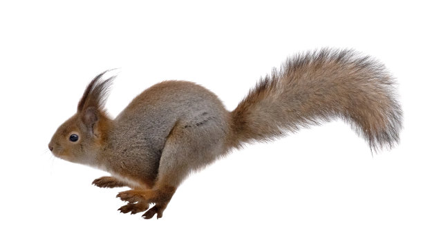 奔跑的冬季松鼠被隔离在白色上图片下载