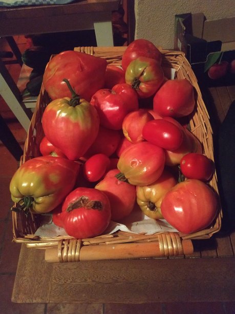 成熟的西红柿图片下载