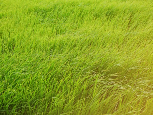 绿色的稻田在摇摆图片下载