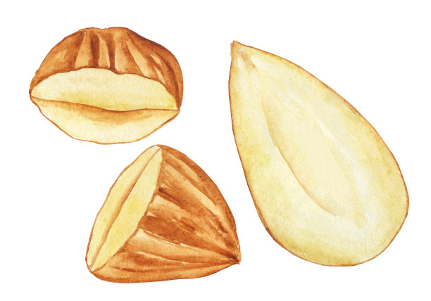 剪辑艺术的杏仁种子孤立在白色的背景。手绘胡桃木插图。完美的图案，印刷，菜单设计，食品装饰。图片下载