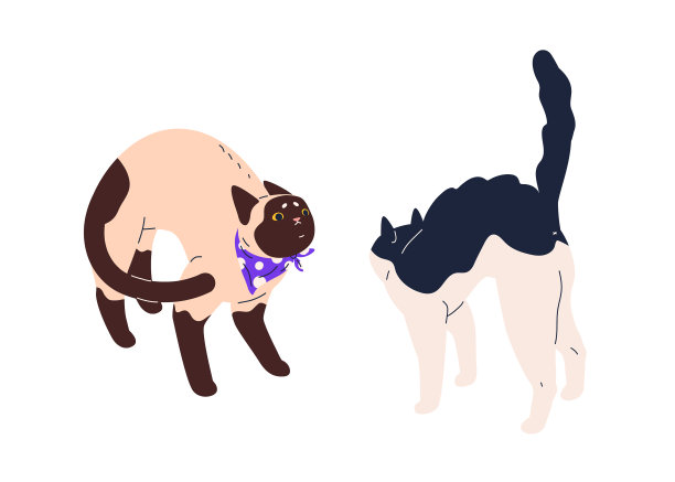 打两只愤怒的弓背猫图片下载