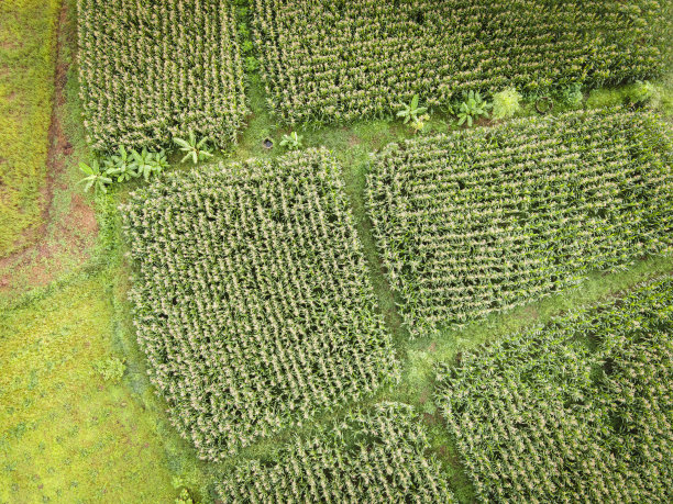 绿色树的纹理俯视玉米田，鸟瞰田野环境森林自然农业农场背景图片下载
