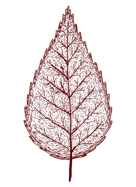 秋叶孤立在白色的背景上图片下载