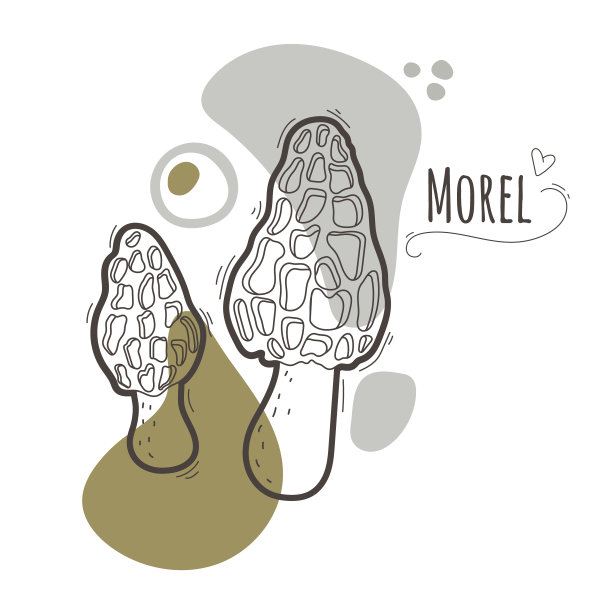 可食用的蘑菇。羊肚菌菇简化的黑色和白色矢量插图与标题。图片下载