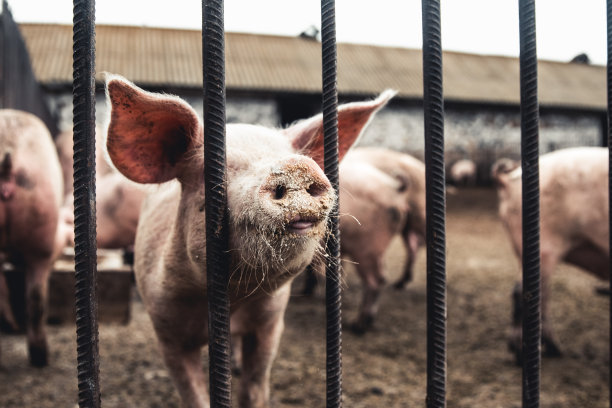 猪在农场。糟糕的条件下,宠物图片下载