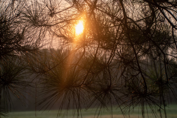 松过滤光图片下载