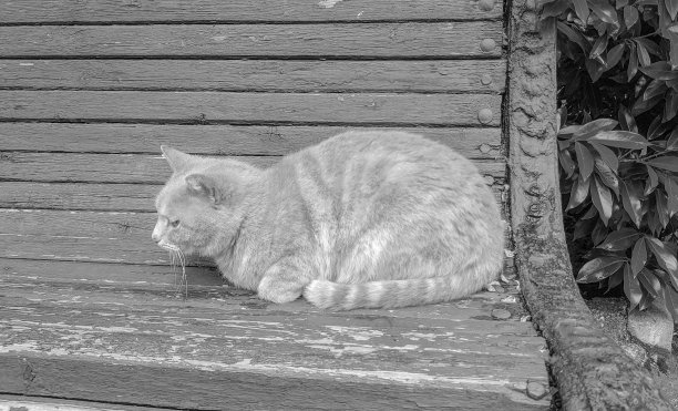 一只可爱的小猫在公园的旧木凳上睡觉的黑白照片图片下载