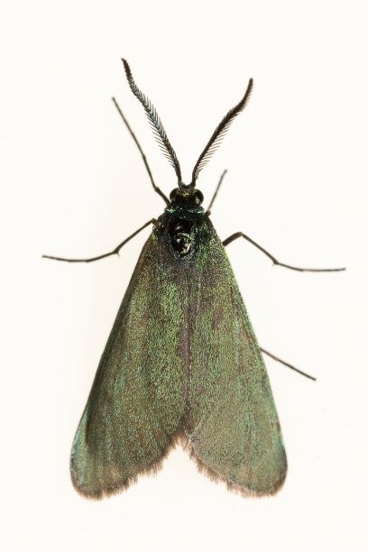 夜蝶-蛾子，白色背景。图片下载