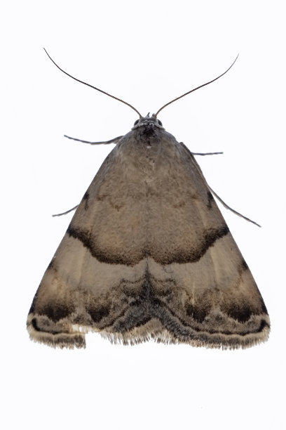 夜蝶-蛾子，白色背景。图片下载