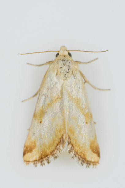 夜蝶-蛾子，白色背景。图片下载