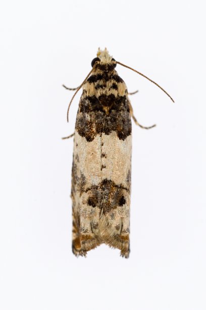 夜蝶-蛾子，白色背景。图片下载