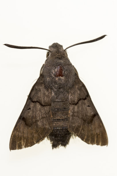 夜蝶-蛾子，白色背景。图片下载