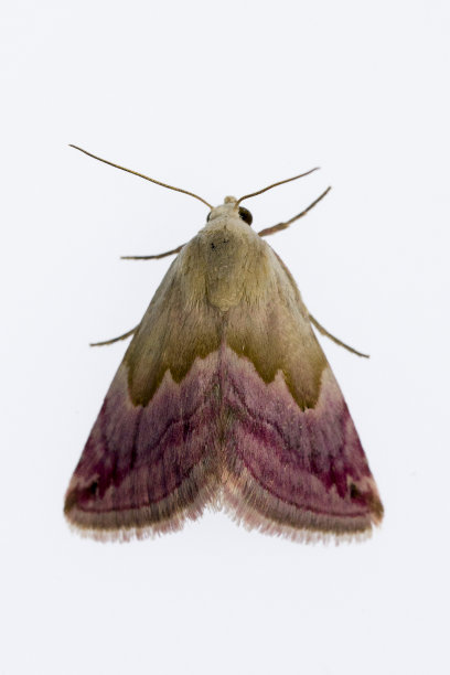 夜蝶-蛾子，白色背景。图片下载