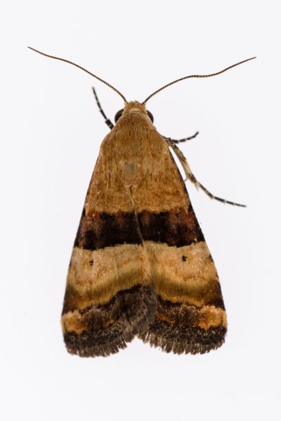 夜蝶-蛾子，白色背景。图片下载