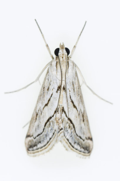 夜蝶-蛾子，白色背景。图片下载