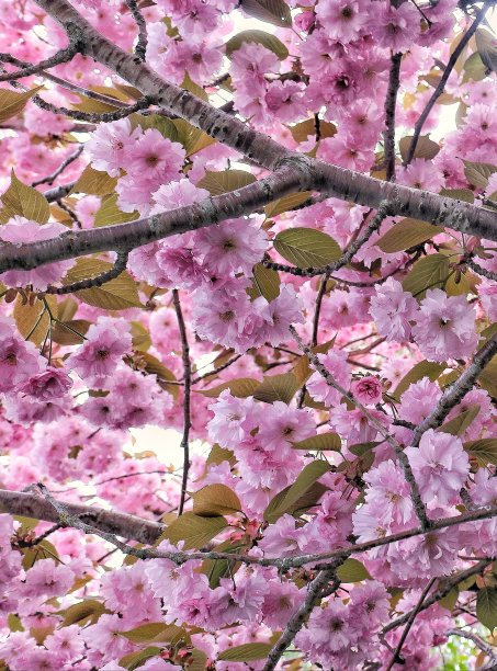 樱花(2)图片下载