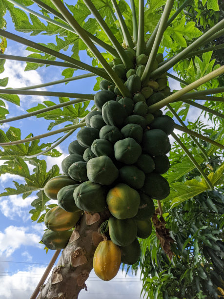 成吨的木瓜长在树枝上图片下载