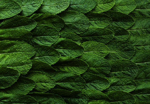 背景来自新鲜的绿色叶子芬芳的生态友好的农场薄荷。照片在黑暗的关键。铭文。图片下载