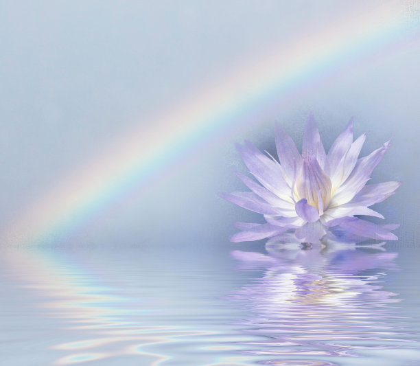 莲花盛开图片下载