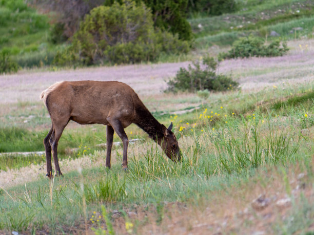 大提顿国家公园的麋鹿图片下载