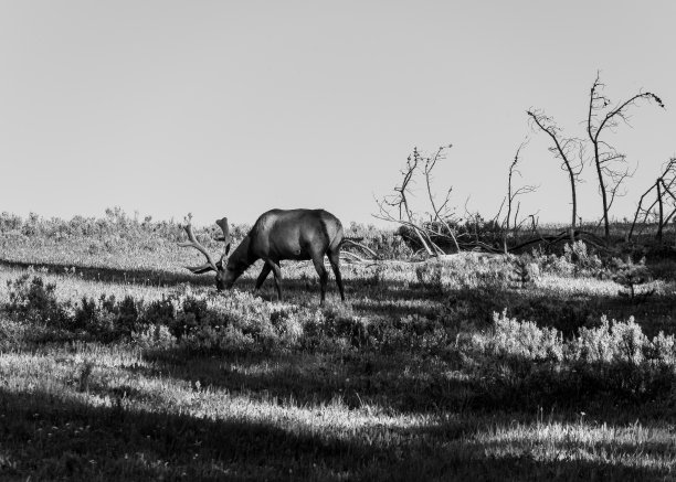 大提顿国家公园的麋鹿图片下载