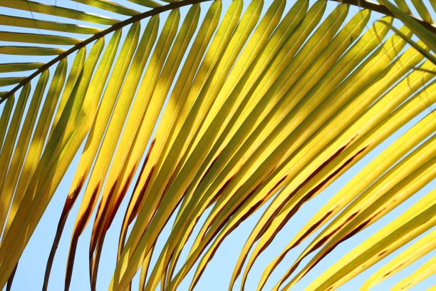 掌叶的Fullframe镜头图片下载