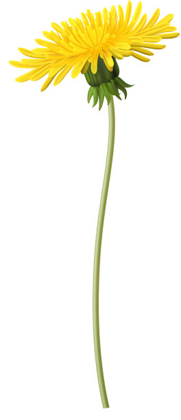 现实的蒲公英图标图片下载