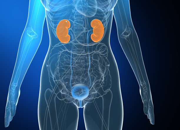 三维插图的医学解剖的妇女在黑色梯度的背景。图片下载