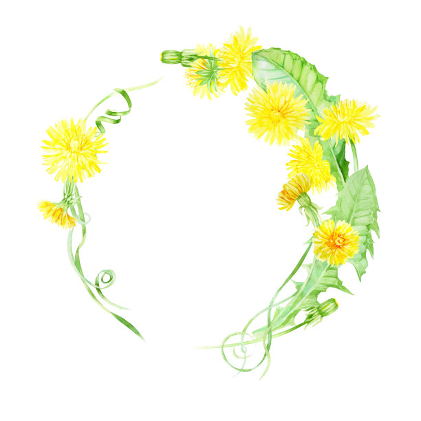 水彩圆形框架蒲公英，叶，芽和茎。盛夏鲜花的花环，菜单，贺卡图片下载