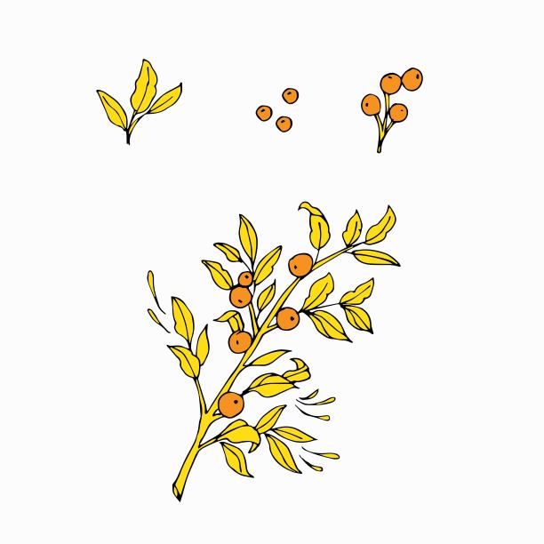 手绘樱桃矢量设计元素图片下载