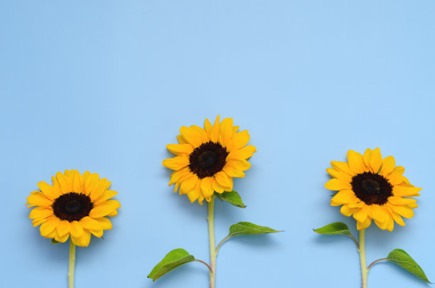 美丽的新鲜向日葵与叶子在蓝色的背景。平铺，俯视图。副本的空间。夏天的概念，收获的时间，农业。向日葵的背景。图片下载