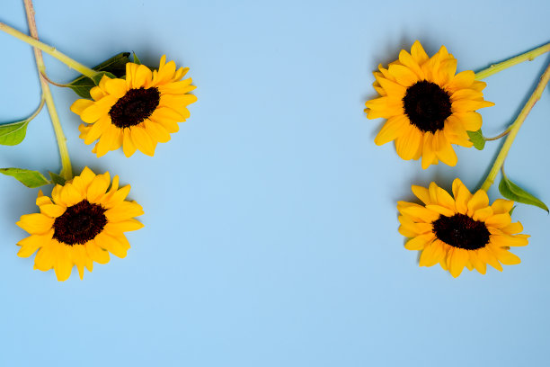 美丽的新鲜向日葵与叶子在蓝色的背景。平铺，俯视图。副本的空间。夏天的概念，收获的时间，农业。向日葵的背景。图片下载