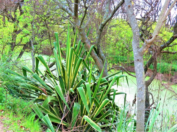 Costanera Sur生态保护区公园。图片下载