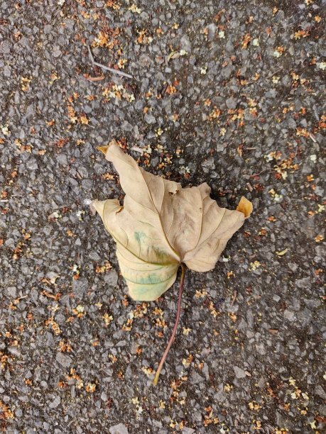 干你好图片下载